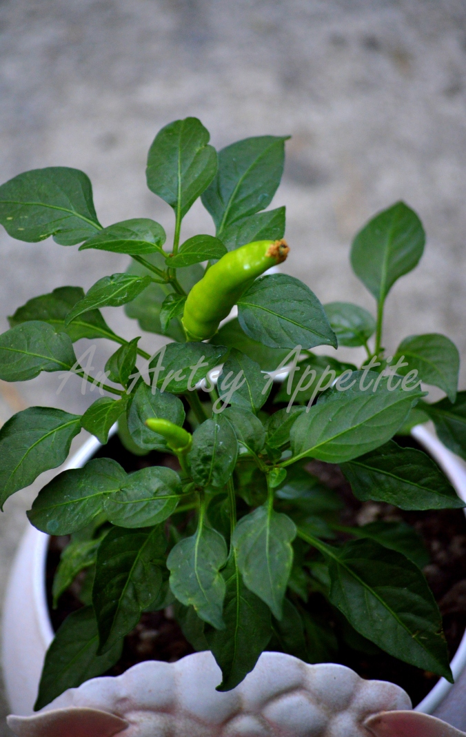 Growing Chilli Peppers