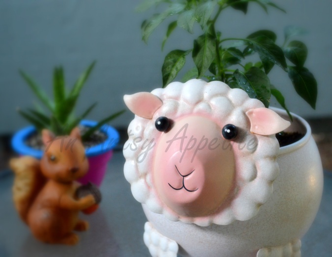 Sheep Planter and Growing Chilli Peppers
